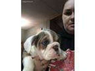 Bulldog Puppy for sale in Black River, NY, USA
