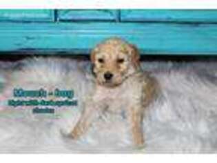Goldendoodle Puppy for sale in Sandgap, KY, USA