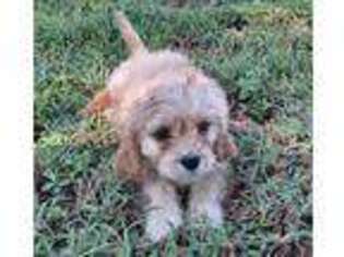Cavapoo Puppy for sale in Gilmer, TX, USA