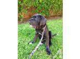 Neapolitan Mastiff Puppy for sale in SUGAR LAND, TX, USA
