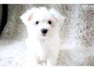 Maltese Puppy for sale in Canton, OH, USA