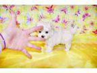 Maltese Puppy for sale in Victorville, CA, USA