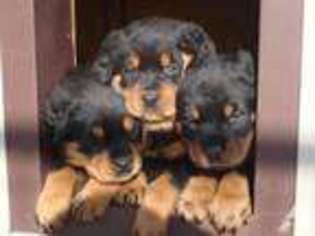 Rottweiler Puppy for sale in FISHERSVILLE, VA, USA