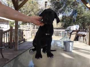 Great Dane Puppy for sale in Belleview, FL, USA