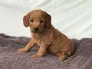 Goldendoodle Puppy for sale in Vienna, MO, USA