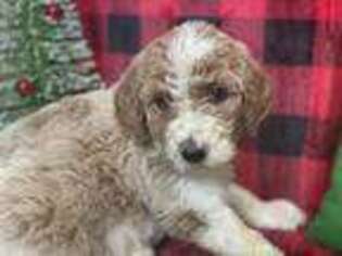 Goldendoodle Puppy for sale in Maricopa, AZ, USA