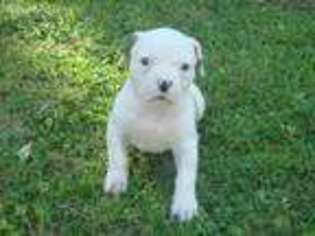 American Bulldog Puppy for sale in East Alton, IL, USA