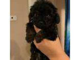 Cavapoo Puppy for sale in Fayetteville, NC, USA