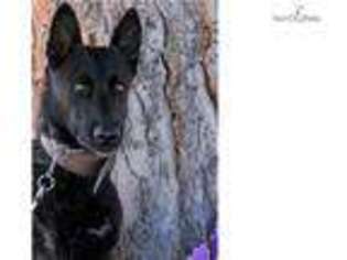 Dutch Shepherd Dog Puppy for sale in Sedona, AZ, USA
