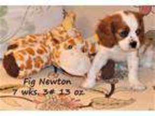 Cavalier King Charles Spaniel Puppy for sale in Blue Ridge, TX, USA
