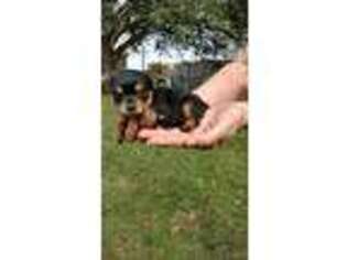 Yorkshire Terrier Puppy for sale in O Brien, FL, USA