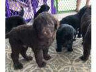 Labradoodle Puppy for sale in Osawatomie, KS, USA