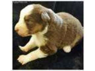 Australian Shepherd Puppy for sale in Harleysville, PA, USA