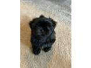 Mutt Puppy for sale in Columbus, MS, USA