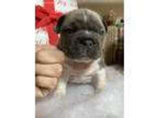 French Bulldog Puppy for sale in Boerne, TX, USA