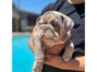 Bulldog Puppy for sale in Irving, TX, USA