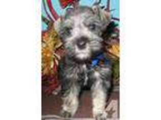 Mutt Puppy for sale in ROSEVILLE, MI, USA