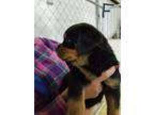 Rottweiler Puppy for sale in Whitesboro, TX, USA