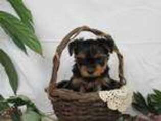 Yorkshire Terrier Puppy for sale in Honey Grove, PA, USA