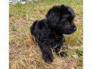 Portuguese Water Dog Puppy for sale in Lincoln, CA, USA