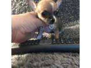Chihuahua Puppy for sale in Harrisburg, PA, USA