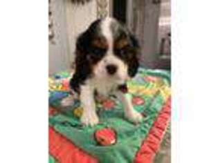 Cavalier King Charles Spaniel Puppy for sale in Lumberton, MS, USA