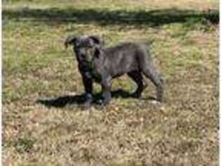 Cane Corso Puppy for sale in Durant, OK, USA