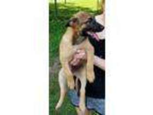 Belgian Malinois Puppy for sale in Lawrenceburg, TN, USA