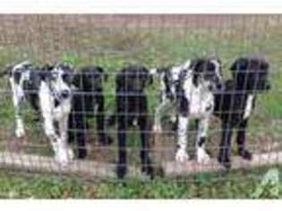 Great Dane Puppy for sale in MONTGOMERY, TX, USA