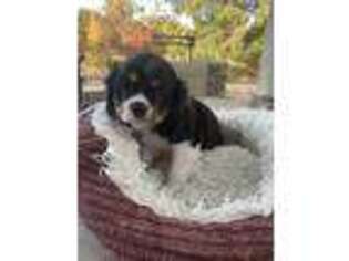 Cavalier King Charles Spaniel Puppy for sale in San Luis Obispo, CA, USA