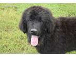Tibetan Mastiff Puppy for sale in Browning, MO, USA