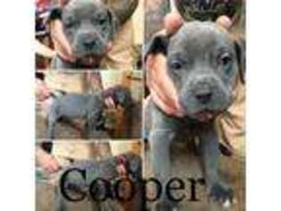 Cane Corso Puppy for sale in Philadelphia, PA, USA