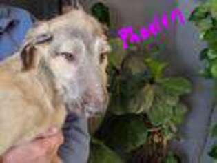 Irish Wolfhound Puppy for sale in Ridott, IL, USA