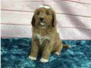 Goldendoodle Puppy for sale in Stanton, AL, USA