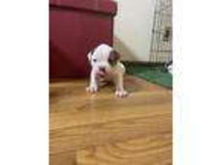 American Bulldog Puppy for sale in Lilburn, GA, USA