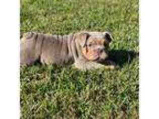 Bulldog Puppy for sale in Alexandria, VA, USA