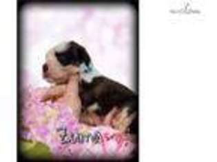 Saint Bernard Puppy for sale in Peoria, IL, USA