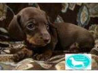 Dachshund Puppy for sale in Madisonville, TN, USA