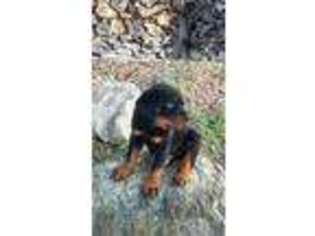 Rottweiler Puppy for sale in Caryville, TN, USA