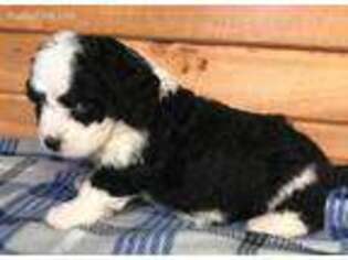 Mutt Puppy for sale in Inwood, IA, USA