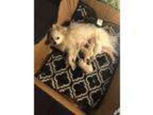 Pomeranian Puppy for sale in Punta Gorda, FL, USA