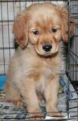 Golden Retriever Puppy for sale in ENDICOTT, WA, USA