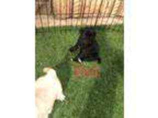 Pug Puppy for sale in Elgin, IL, USA