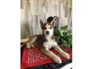 Siberian Husky Puppy for sale in Topeka, IN, USA