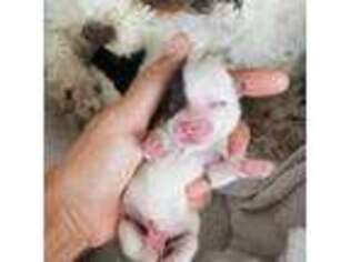 Havanese Puppy for sale in Pearce, AZ, USA