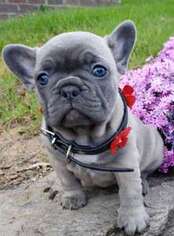 French Bulldog Puppy for sale in Rockledge, FL, USA
