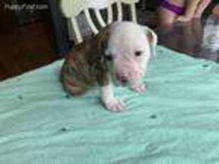 American Bulldog Puppy for sale in Mcdonough, GA, USA