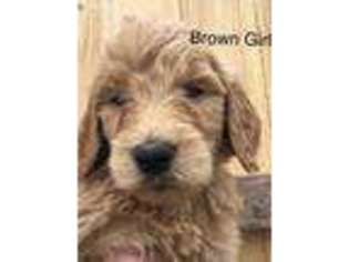 Goldendoodle Puppy for sale in Romance, AR, USA