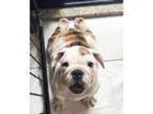 Bulldog Puppy for sale in Suffolk, VA, USA