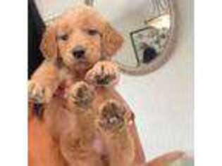 Golden Retriever Puppy for sale in Hialeah, FL, USA